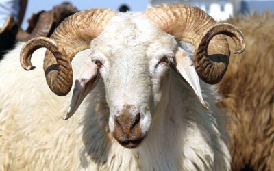 2018 Kurban kesim bedeli belli oldu