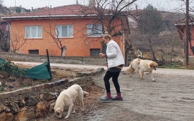 SARIYAR'IMIZDA SAHİPSİZ SOKAK HAYVANLARI KISIRLAŞTIMA VE BAKIM ÇALIŞMALARI