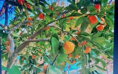 Nallıhan'da mandalina yetiştirildi