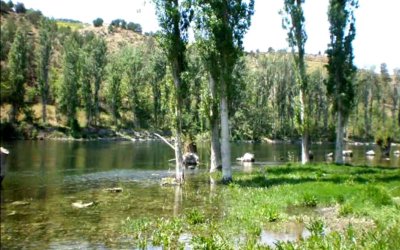 SARIYAR'IMIZ TARLA SULARINI GERİ VERİN