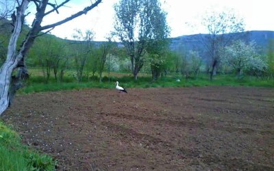 SARIYAR'IMIZIN LEYLEKELERİ GELDİ