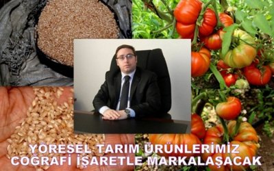 Sarıyar Domatesimiz Tescilleniyor