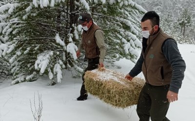 NALLIHAN'IMIZDA YABAN HAYVANLARINA YEM DESTEĞİ