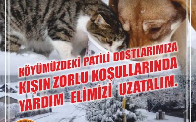 SOKAK HAYVANLARI İÇİN BAĞIŞ