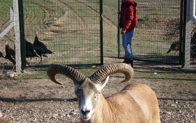 AMERİKALI AVCI SARIYAR’IMIZDA