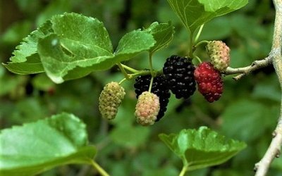 SARIYAR'IMIZDA DUTLAR OLDU