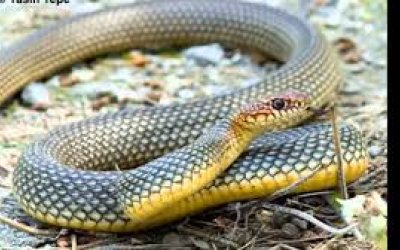 Sarıyar'ımızda yaban yılanlarına dikkat