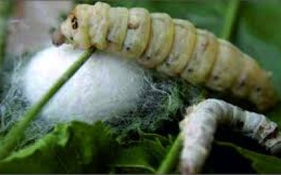 Sarıyar’ımızda İpek Böceği Yetiştiriliciği