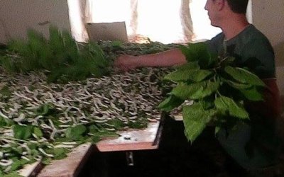 Sarıyar'ımızda İpek Böceği Yetiştiricilerini Hasat Heyecanı Sardı