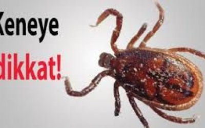 KENELER : KIRIM KONGO KANAMALI ATEŞİ :