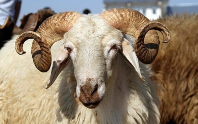 SARIYAR'IMZDA KURBAN FİYATLARI BELLİ OLDU