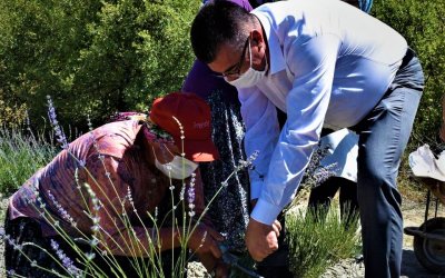 İLÇEMİZ NALLIHAN'DA LAVANTA BAHÇELERİNE İLGİ ÇOK YOĞUN