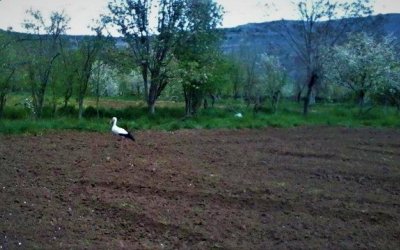 Baharın Müjdecisi Leylekler Geldi