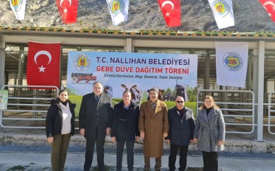 NALLIHAN BELEDİYE'MİZDEN ÜRETİCİYE GEBE DÜVE DESTEĞİ