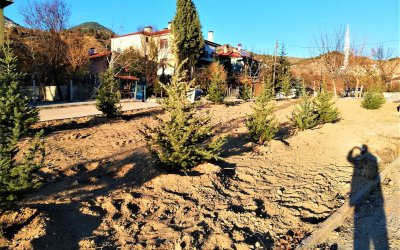 NALLIHAN BELEDİYE'MİZDEN AĞAÇ SEFERBERLİĞİ