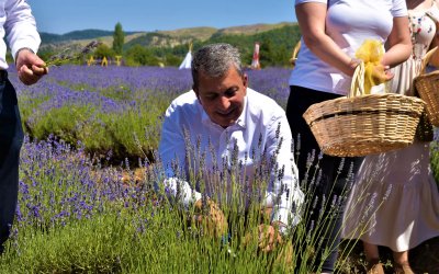 NALLIHAN LAVANTA HASAT ZAMANI