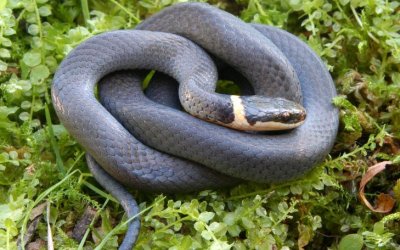 Sarıyar’ımızı Yılan Korkusu Sardı