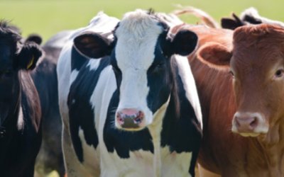 Sarıyar Imızda Kurbanlıklarımız Görücüye Çıktı