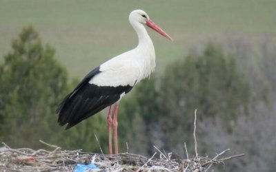 LEYLEKLER BU SENE  SARIYAR'IMIZA GEÇ GELDİ