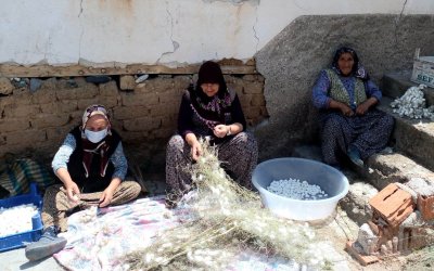 SARIYAR'IMIZDA İPEK BÖCEĞİ HASAT ZAMANI