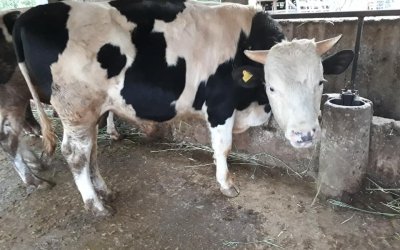 SARIYAR'IMIZDA KURBAN SATIŞI BAŞLADI