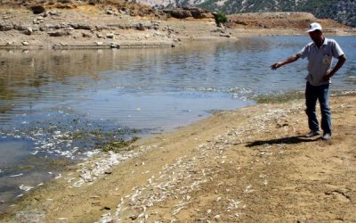 SARIYAR BARAJ VE GÖLÜMÜZDE TOPLU BALIK ÖLÜMLERİ KORKUTUYOR
