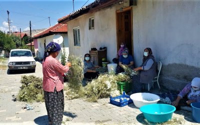 SARIYAR'IMIZDA KOZA HASADI BAŞLADI