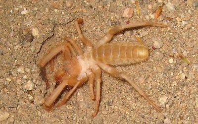 Sarıyar’ımızda Sarıkız Örümceği Kabusu