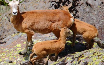 Sarıyar'ımızdaki Yaban Koyunu Yavruları Hayata Merhaba Dedi