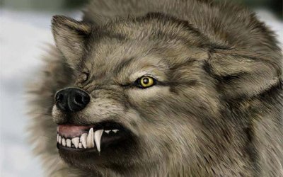 SARIYAR’IMIZDA YIRTICI HAYVAN PANİĞİ