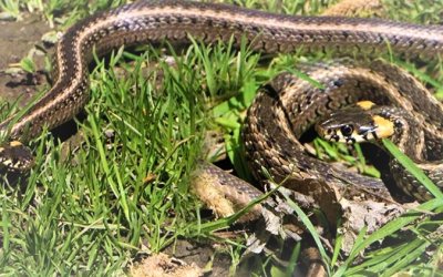 YILANLARA DİKKAT !!!