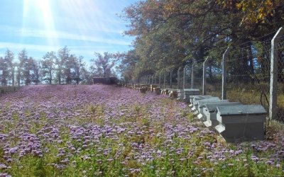 Sarıyar’ımızda 2015 Sezonunun İlk Bal Hasadı