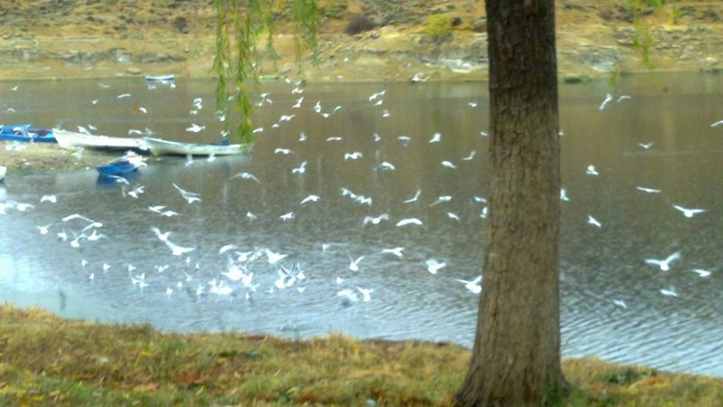 BARAJ VE GÖLÜMÜZDE TOPLU BALIK ÖLÜMLERİ