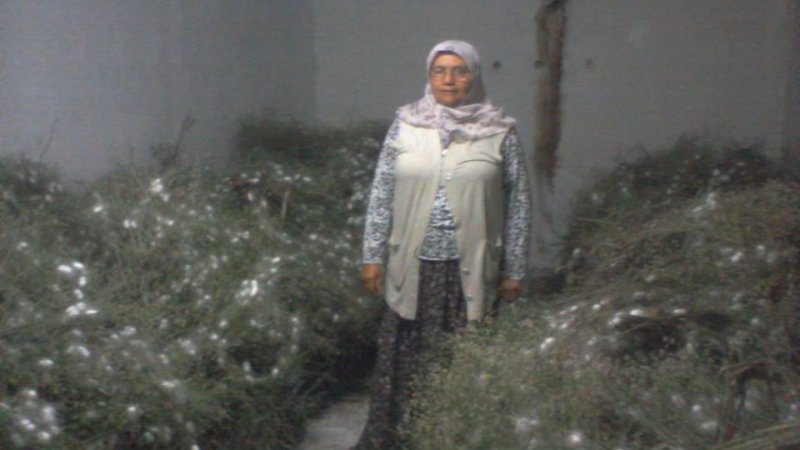 Sarıyar’ımızda İpekböçeği Kozaya, Koza Paraya Dönüştü