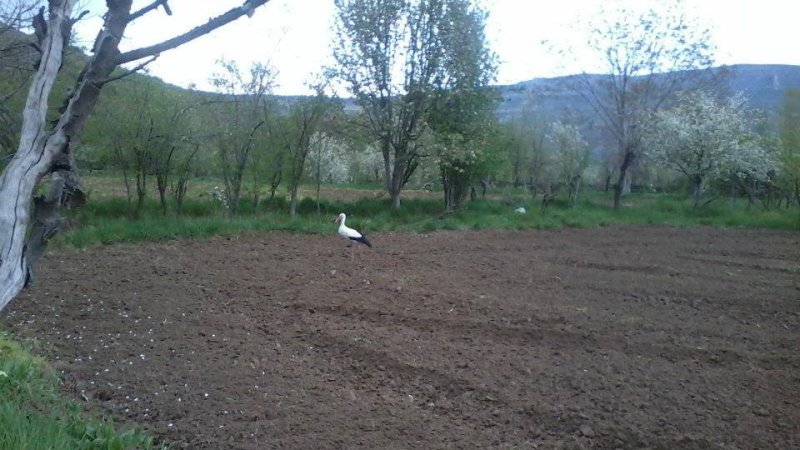 YAZ KONUKLARIMIZ GELDİ