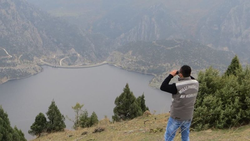 Sarıyar’ımız Yaban Koyunları Çoğalacak