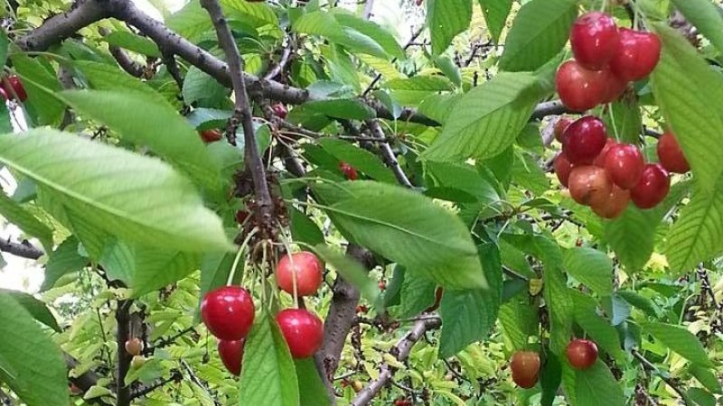 Sarıyar’ımızda Kiraz’ı Aşırı Yağışlar Vurdu