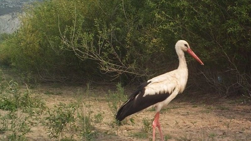 BAHARIN HABERCİSİ LEYLEKLER GELDİ