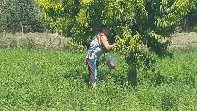 Bu sene meyve bolluğu yaşanıyor