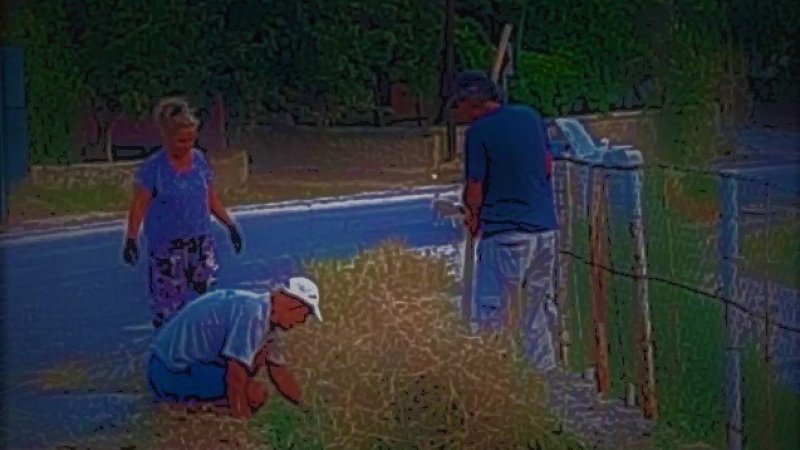 KALDIRIM VE YOL KENARLARINDA YABANİ OT TEMİZLİĞİ