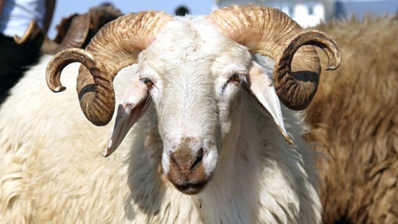 2018 Kurban kesim bedeli belli oldu