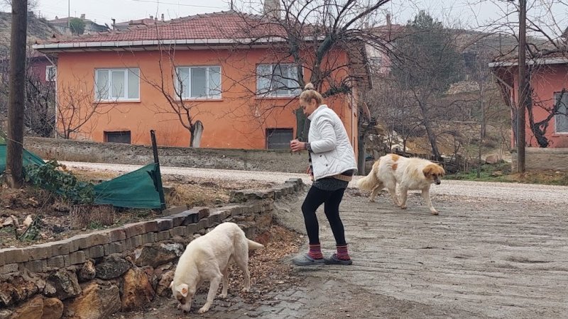 SARIYAR'IMIZDA SAHİPSİZ SOKAK HAYVANLARI KISIRLAŞTIMA VE BAKIM ÇALIŞMALARI