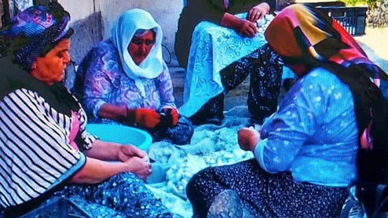 İPEK KOZASI'NDA HASAT ZAMANI