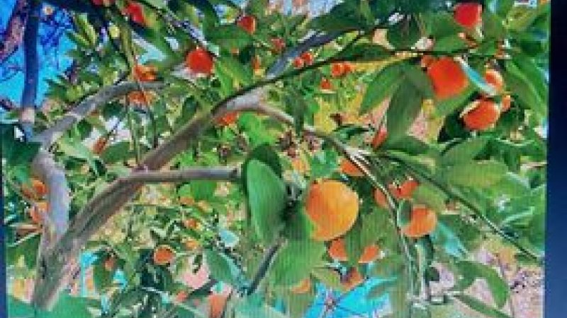 Nallıhan'da mandalina yetiştirildi