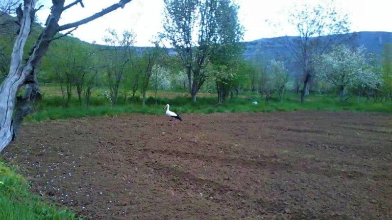 SARIYAR'IMIZIN LEYLEKELERİ GELDİ