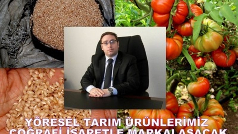 Sarıyar Domatesimiz Tescilleniyor