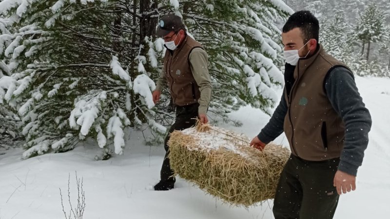 NALLIHAN'IMIZDA YABAN HAYVANLARINA YEM DESTEĞİ