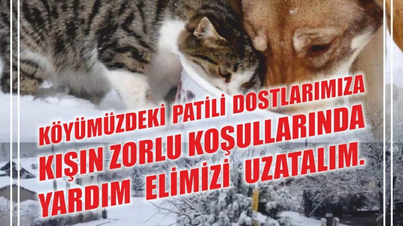 SOKAK HAYVANLARI İÇİN BAĞIŞ