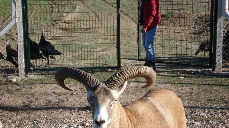 AMERİKALI AVCI SARIYAR’IMIZDA