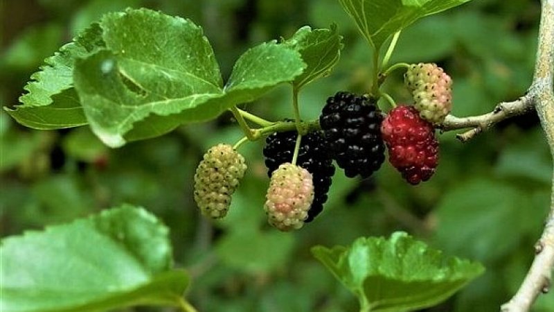 SARIYAR'IMIZDA DUTLAR OLDU